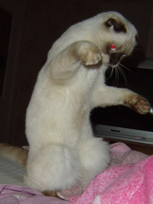 Кошка породы скоттиш-фолд из питомника Colorit (шотландская вислоухая) окраса шоколад-пойнт (SFS b33), котята колор-пойнт