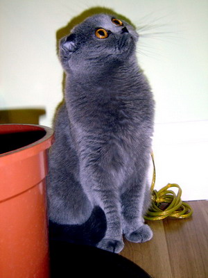 Кошка породы скоттиш-фолд из питомника Колорит (шотландская вислоухая) голубого окраса (SFS a), родоначальница