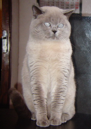 Кот породы скоттиш-страйт из питомника Rainbow (шотландская вислоухая) окраса блю-пойнт (SFS b33), котята колор-пойнт