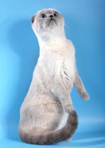 Кошка породы скоттиш-фолд из питомника Colorit (шотландская вислоухая) окраса блю-пойнт (SFS a33), котята колор-пойнт, Санкт-Петербург