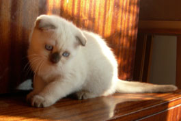 Кот породы скоттиш-фолд из питомника Colorit, фолд (шотландская вислоухая) окраса шоколад-пойнт (SFS b33), kitten