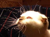 Кот породы скоттиш-фолд из питомника Колорит, fold (шотландская вислоухая) окраса чоклит-пойнт (SSS a33), kitten